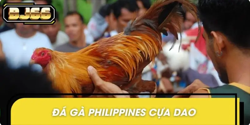 Đá gà Philippines cựa dao Đá gà Philippines cựa dao
