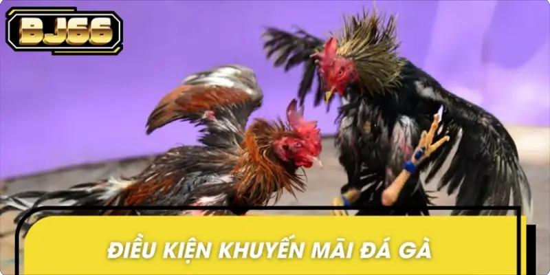 Điều khoản khuyến mãi đá gà cập nhật mới nhất