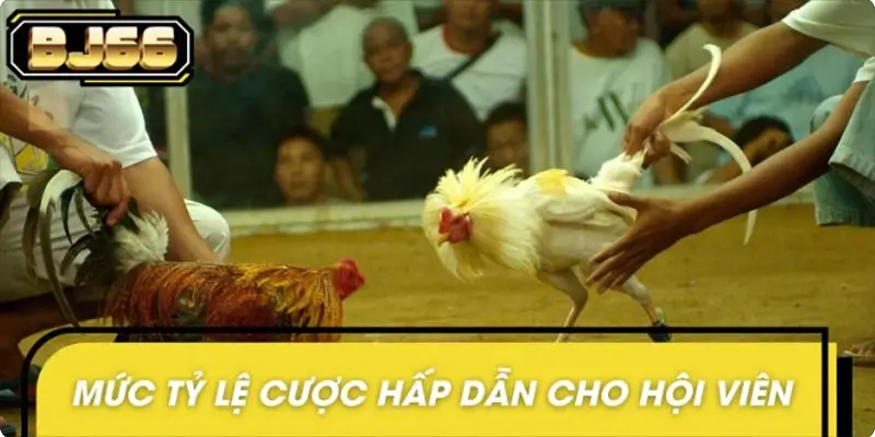 Hệ thống cập nhật và tỷ lệ thưởng cao Hệ thống cập nhật và tỷ lệ thưởng cao