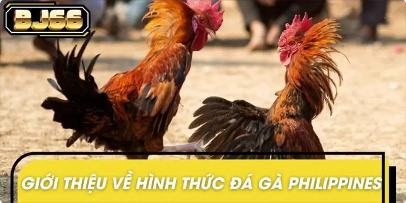 Khái quát nhanh thông tin về đá gà Philippines Khái quát nhanh thông tin về đá gà Philippines